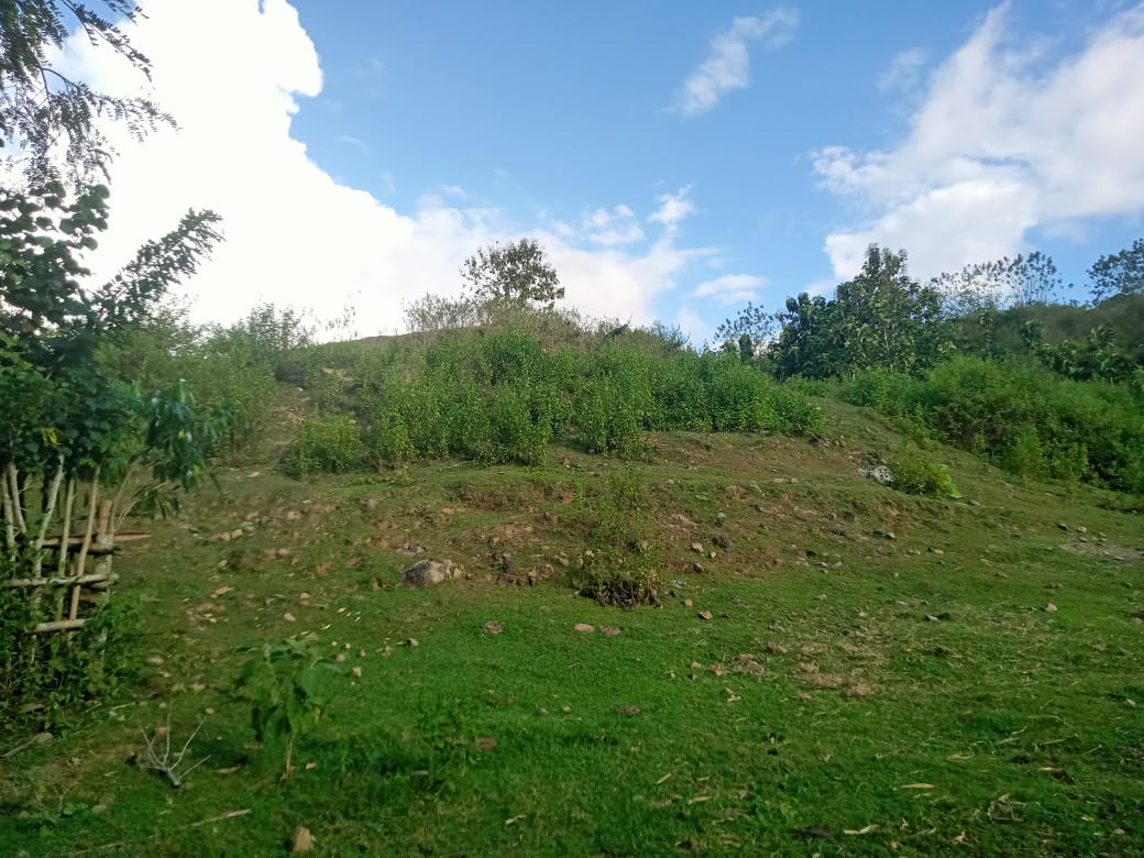 Pertanian